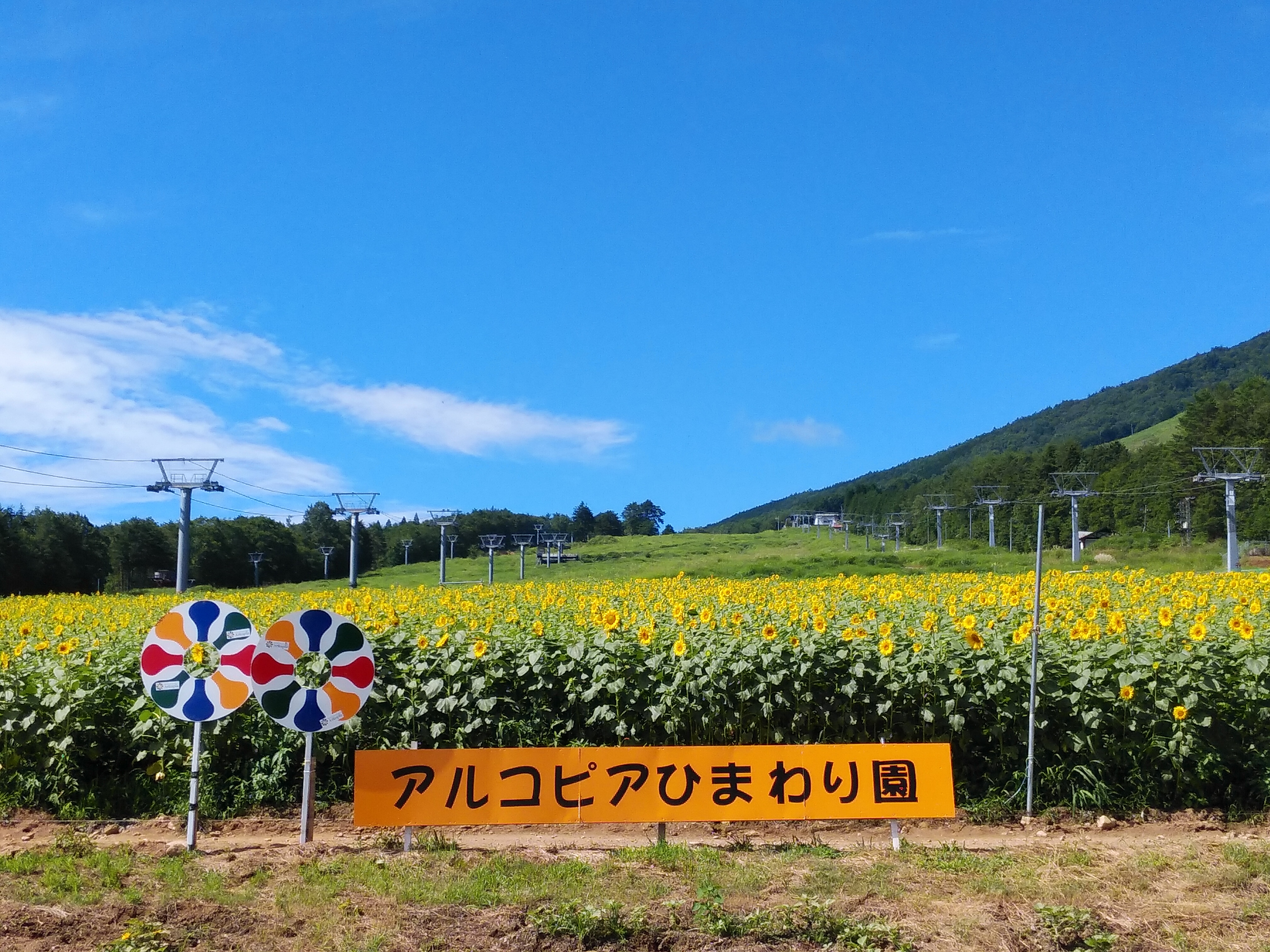 アルコピアひまわり5日目 ひだ桃源郷くぐの観光協会