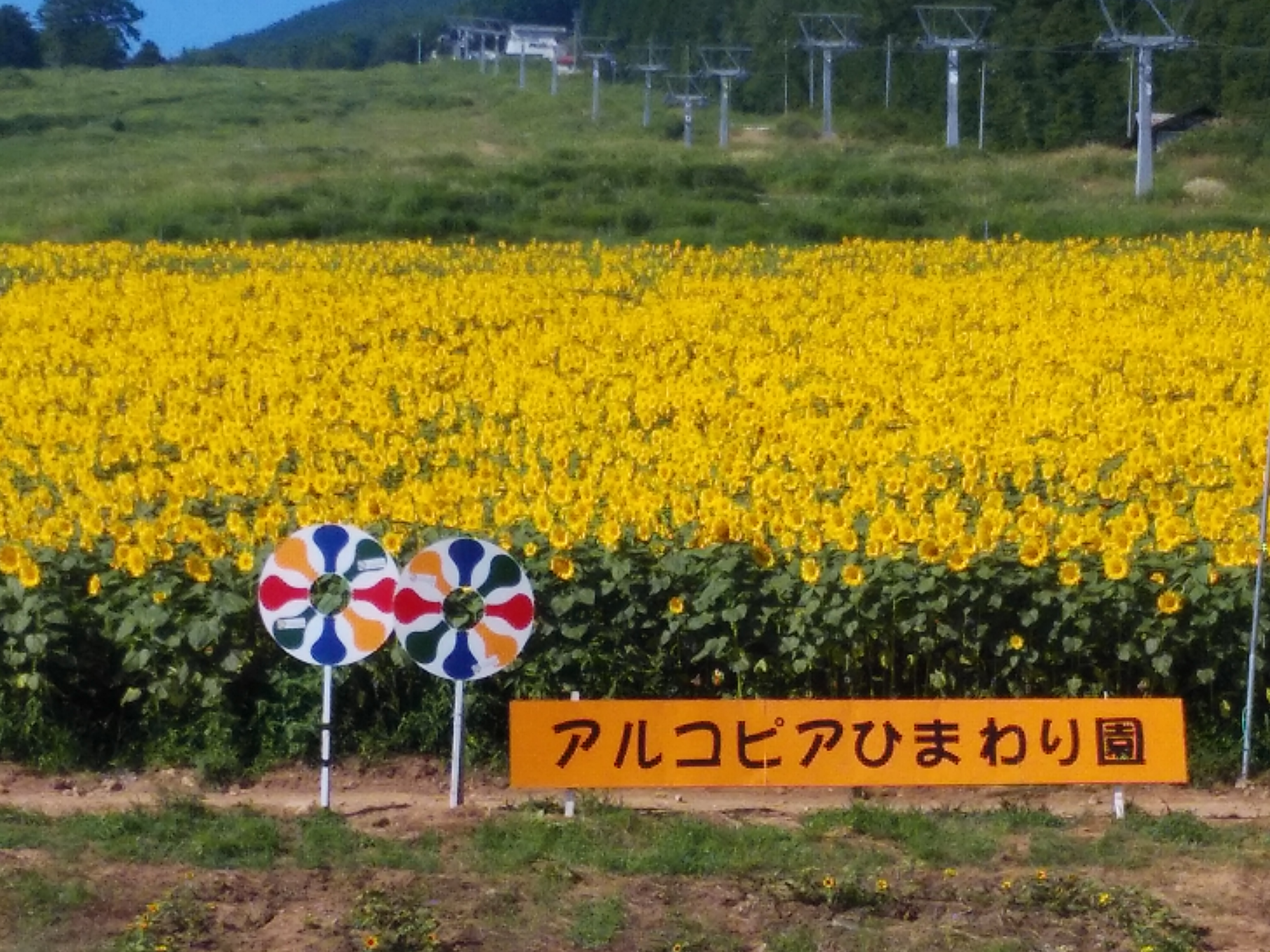 アルコピアひまわり9日目 ひだ桃源郷くぐの観光協会