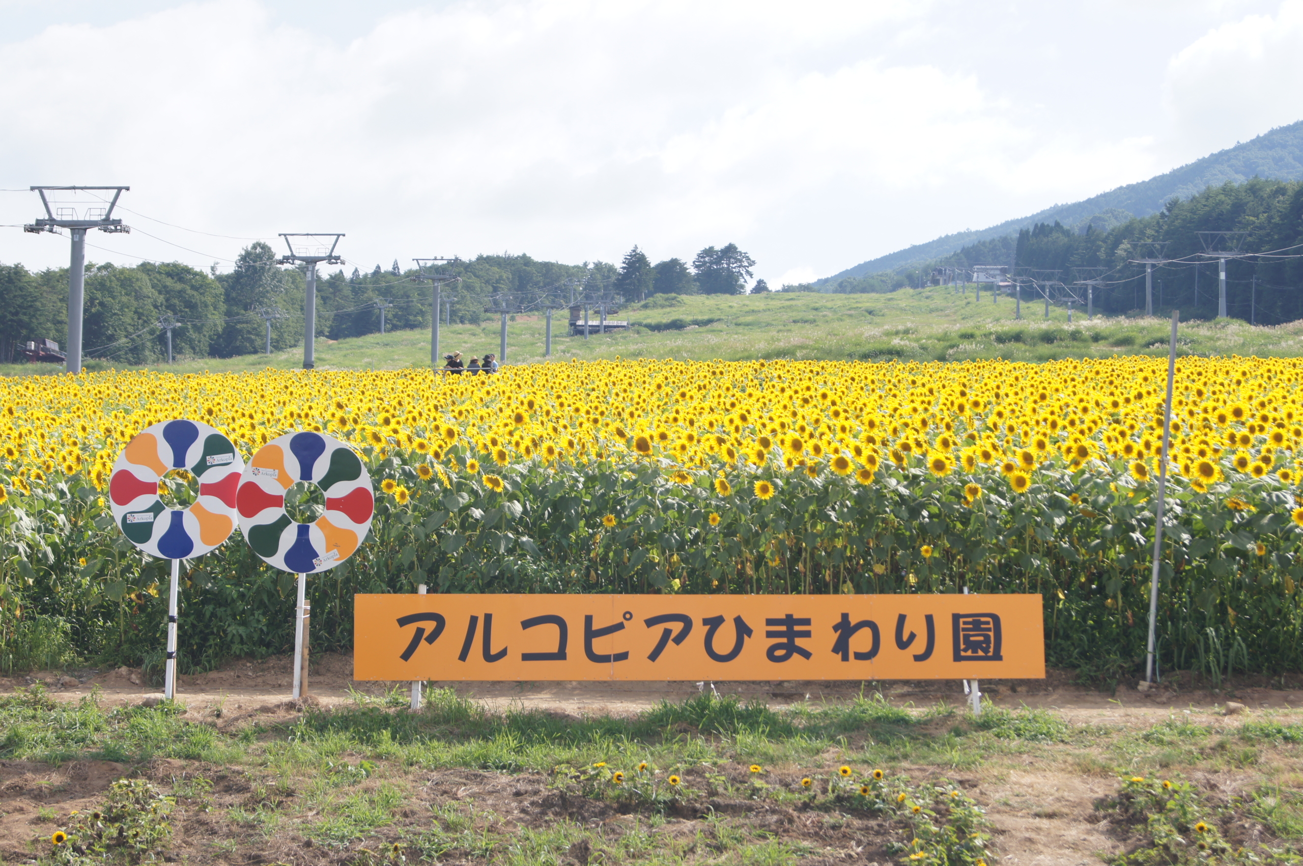 アルコピアひまわり園 ひだ桃源郷くぐの観光協会